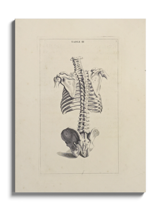 Картина "Хребет" Michael van der Gucht