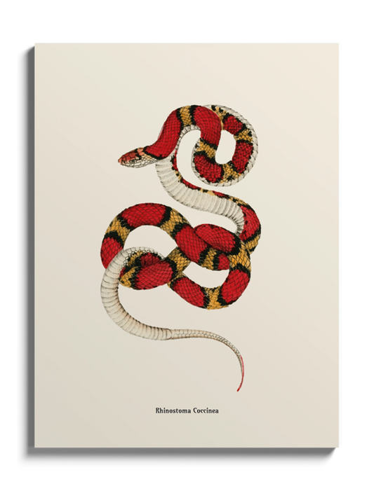 Картина зі змією "Cemophora coccinea"