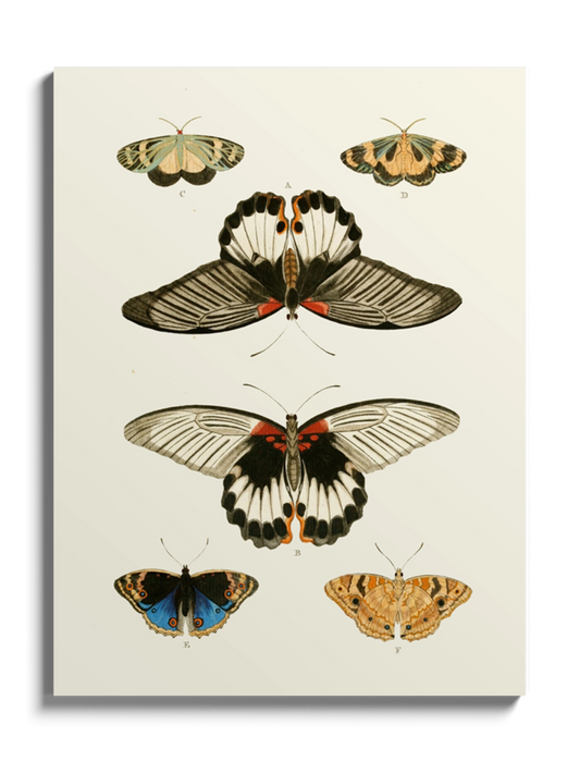 Постер "Метелики"