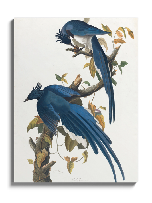 Друк Картина "Колумбійська сойка"