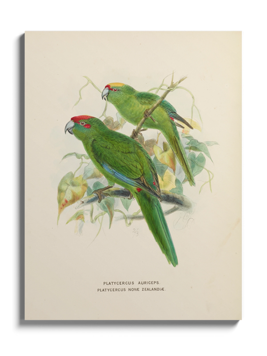 Друк Картина "Дві зелені папуги"