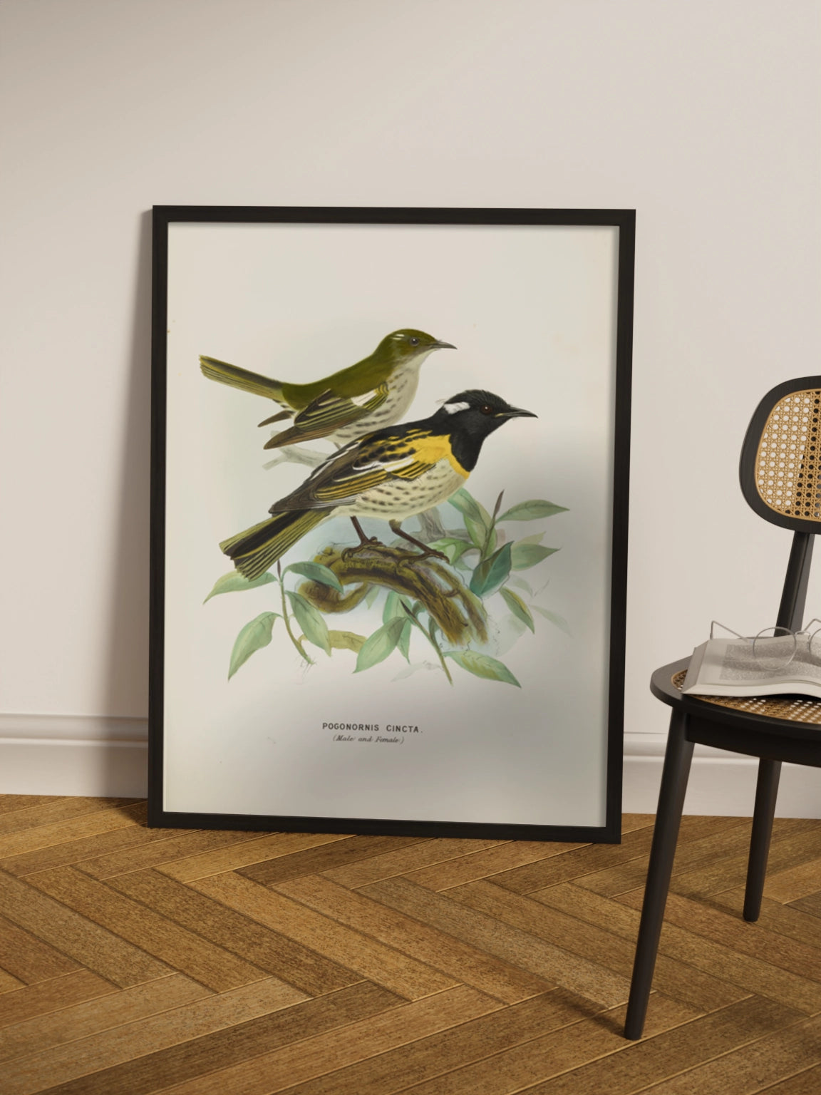 Друк Картина з птахами "Медосос Новозеландський"