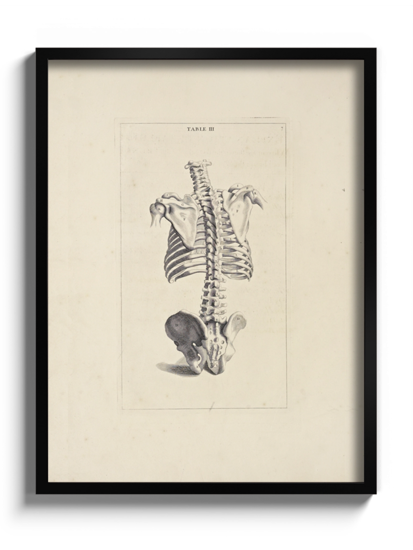 Картина "Хребет" Michael van der Gucht