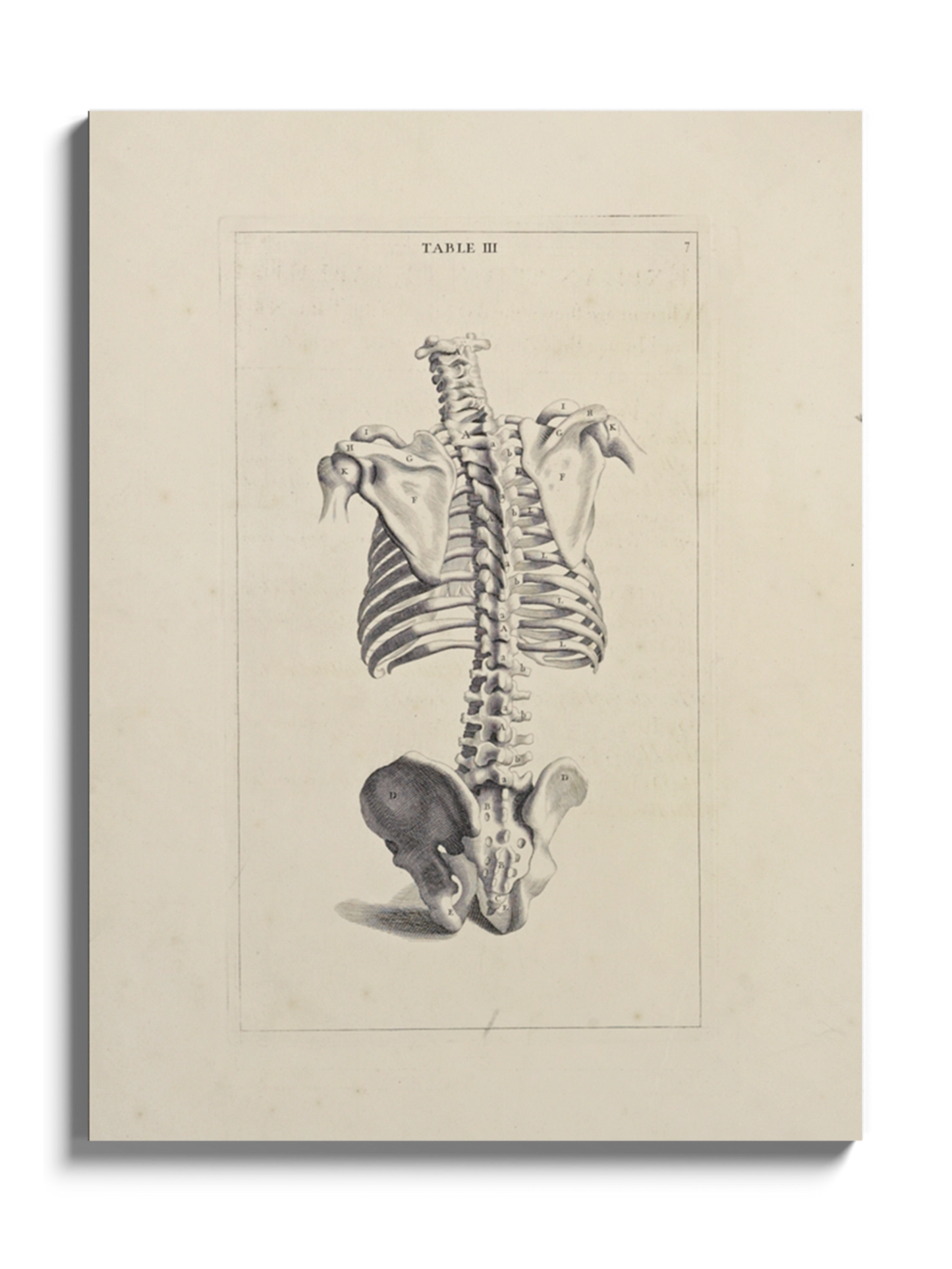 Картина "Хребет" Michael van der Gucht