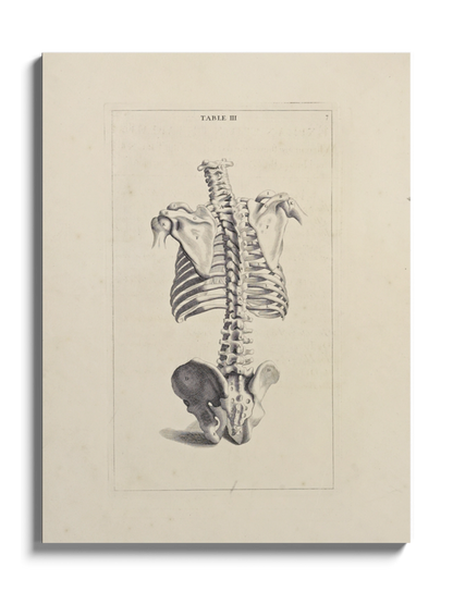 Картина "Хребет" Michael van der Gucht