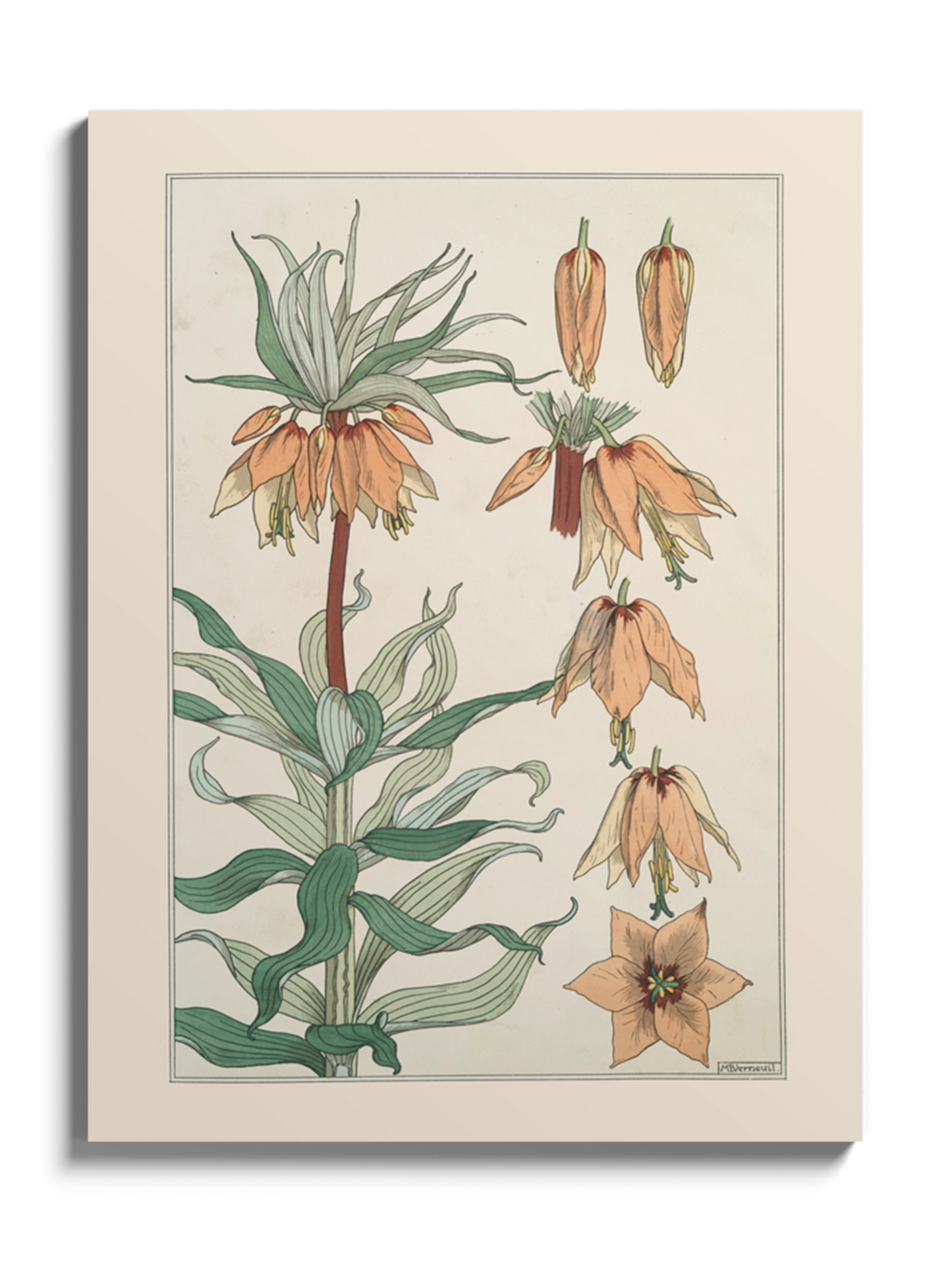 Друк Картина "Імператорська корона" Постер Квітка