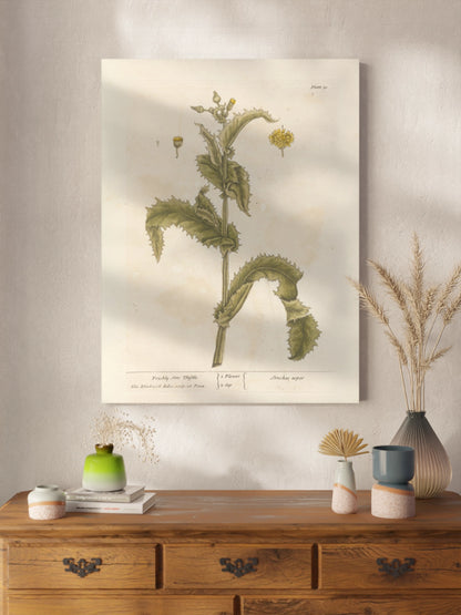 Друк Картина "Колючий осот" Постер з Квіткою