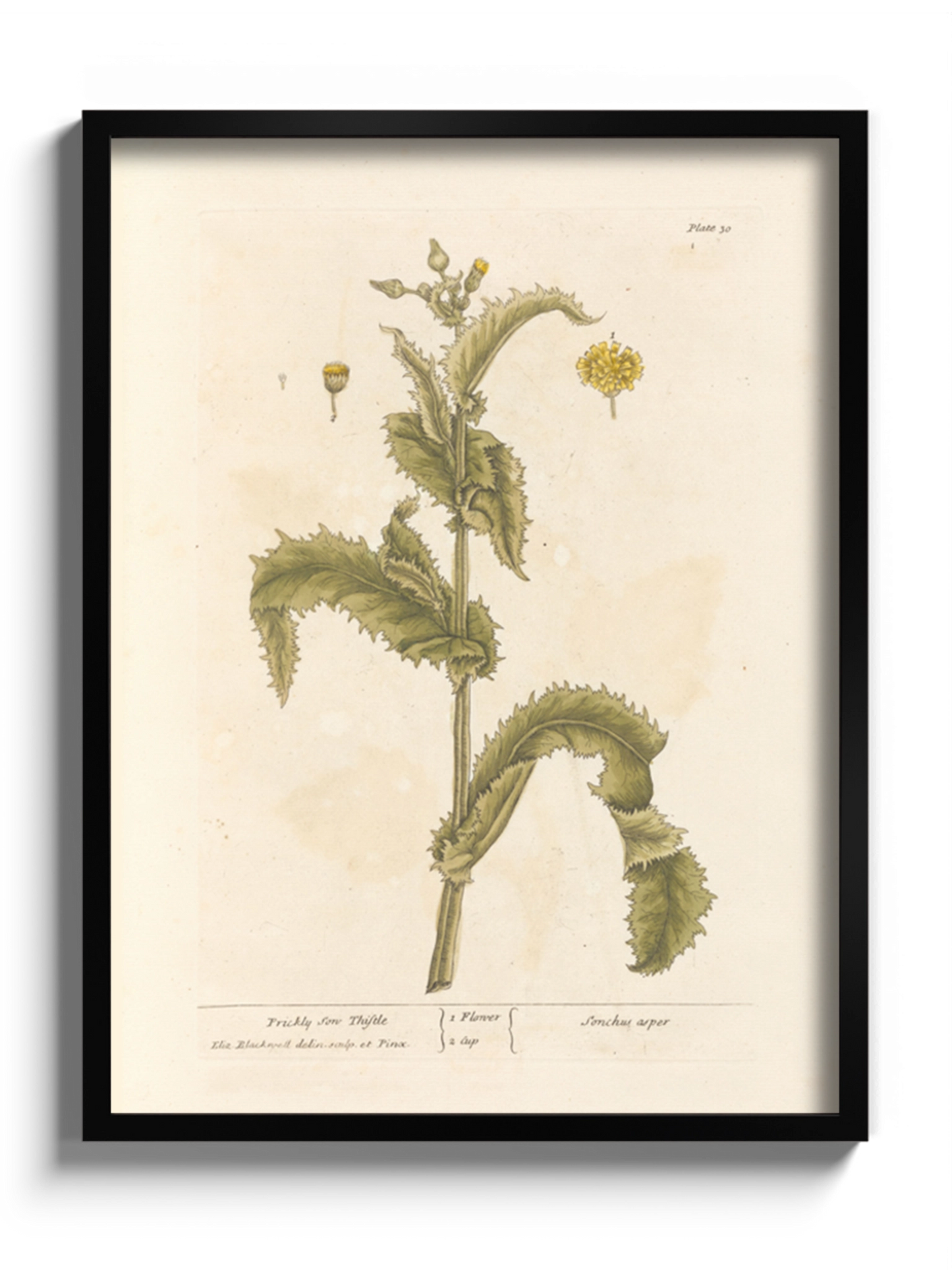 Друк Картина "Колючий осот" Постер з Квіткою