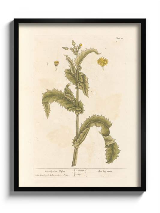 Друк Картина "Колючий осот" Постер з Квіткою