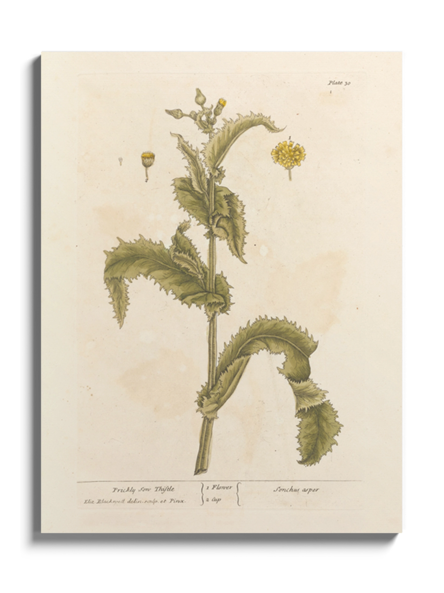 Друк Картина "Колючий осот" Постер з Квіткою