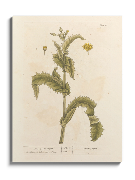 Друк Картина "Колючий осот" Постер з Квіткою