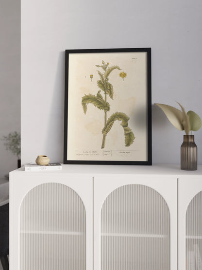 Друк Картина "Колючий осот" Постер з Квіткою