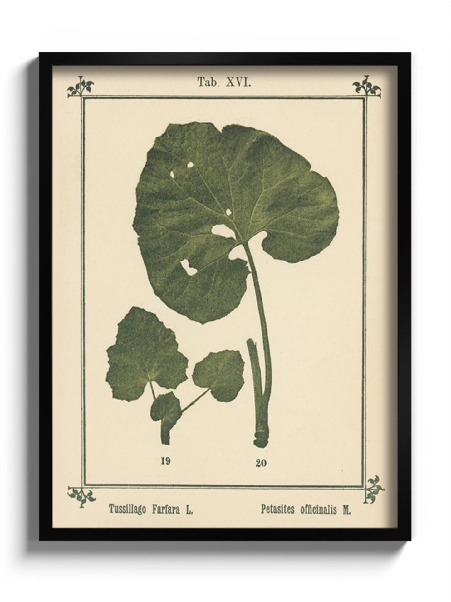 Друк Картина Атлас рослин «Моє водне лікування»