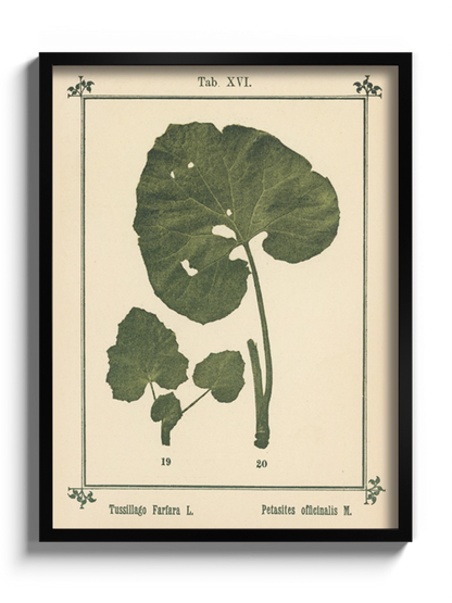 Друк Картина Атлас рослин «Моє водне лікування»