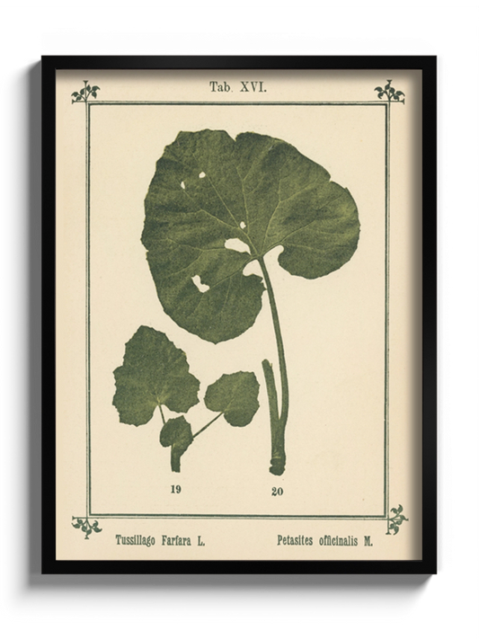 Друк Картина Атлас рослин «Моє водне лікування»