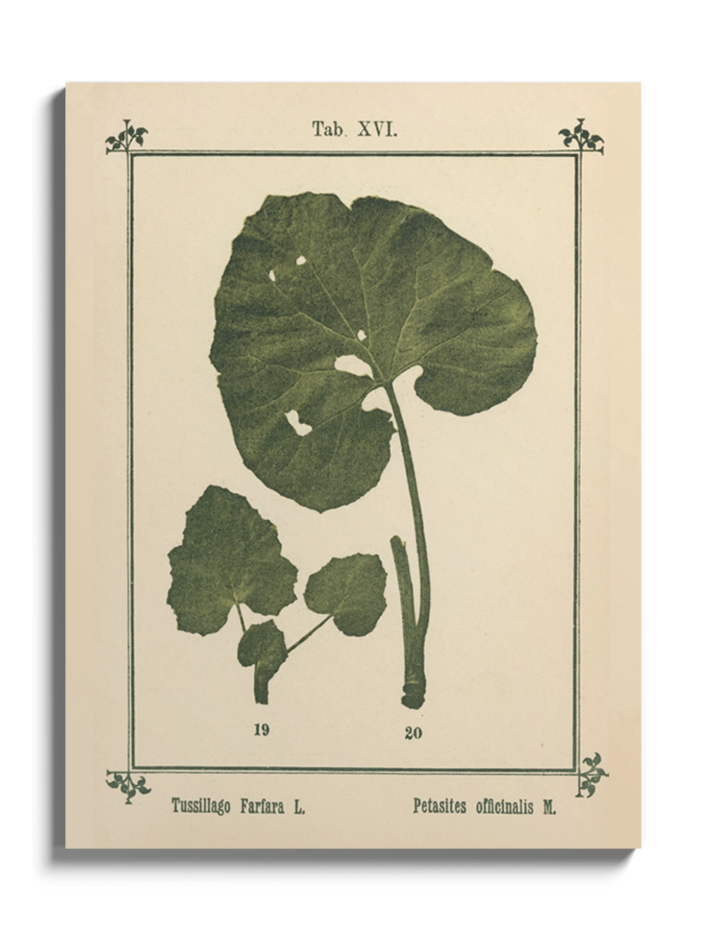 Друк Картина Атлас рослин «Моє водне лікування»