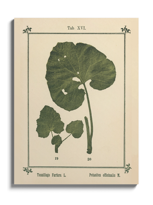 Друк Картина Атлас рослин «Моє водне лікування»