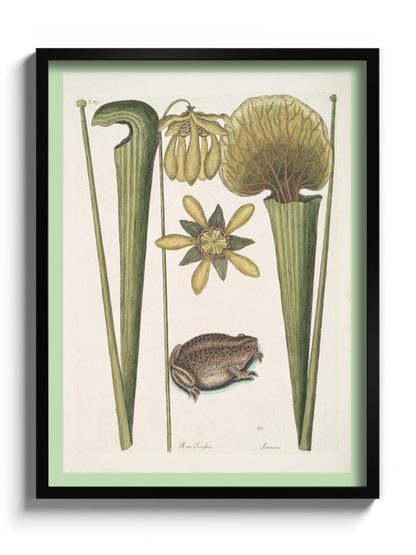 Друк Картина «Земляна жаба»