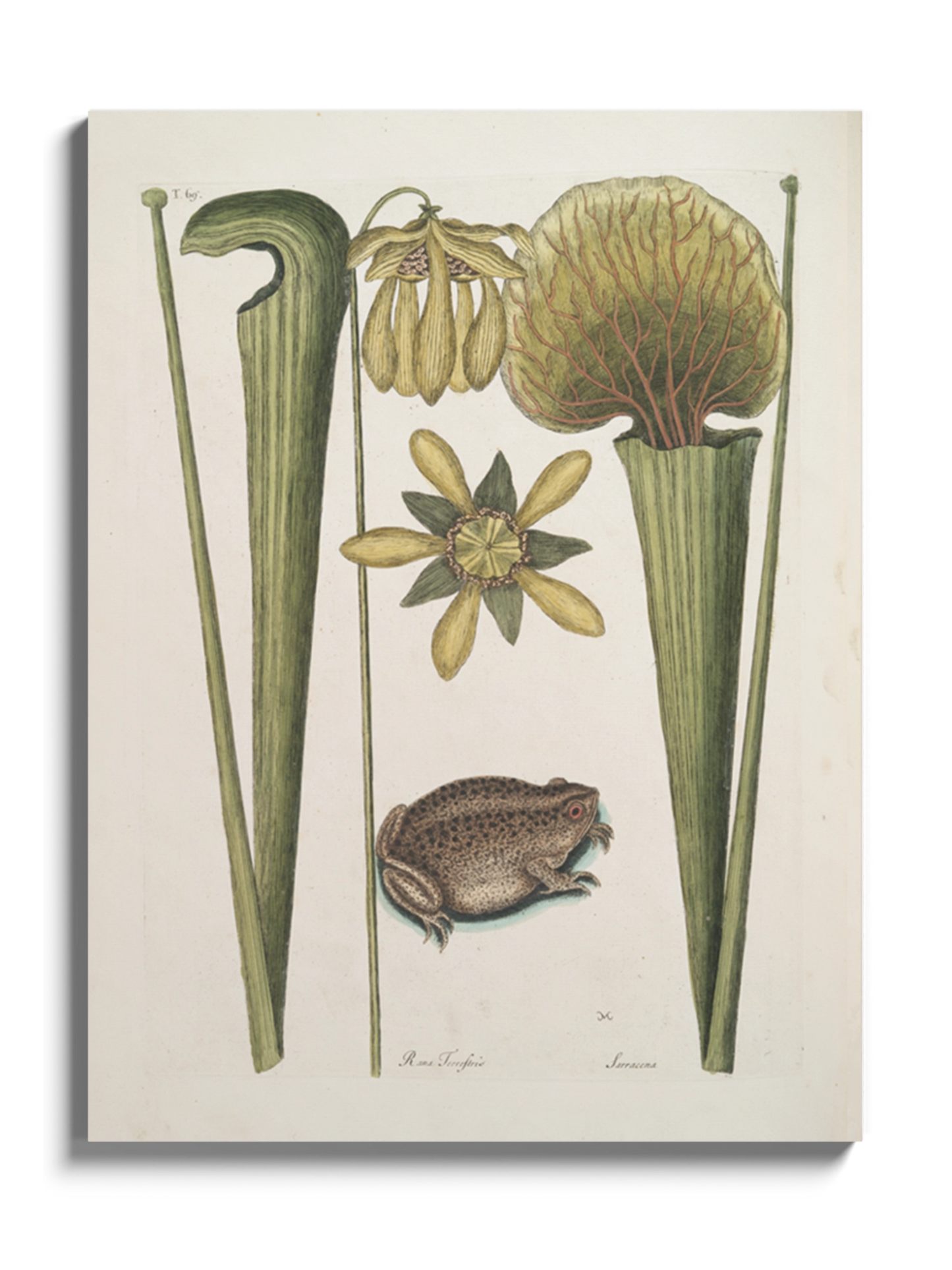 Друк Картина «Земляна жаба»