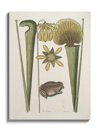 Друк Картина «Земляна жаба»