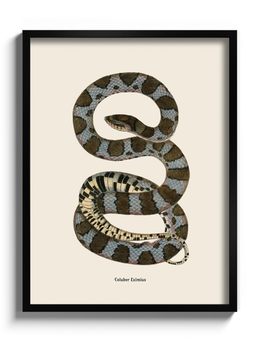 Друк Картина зі змією "Coluber eximius"