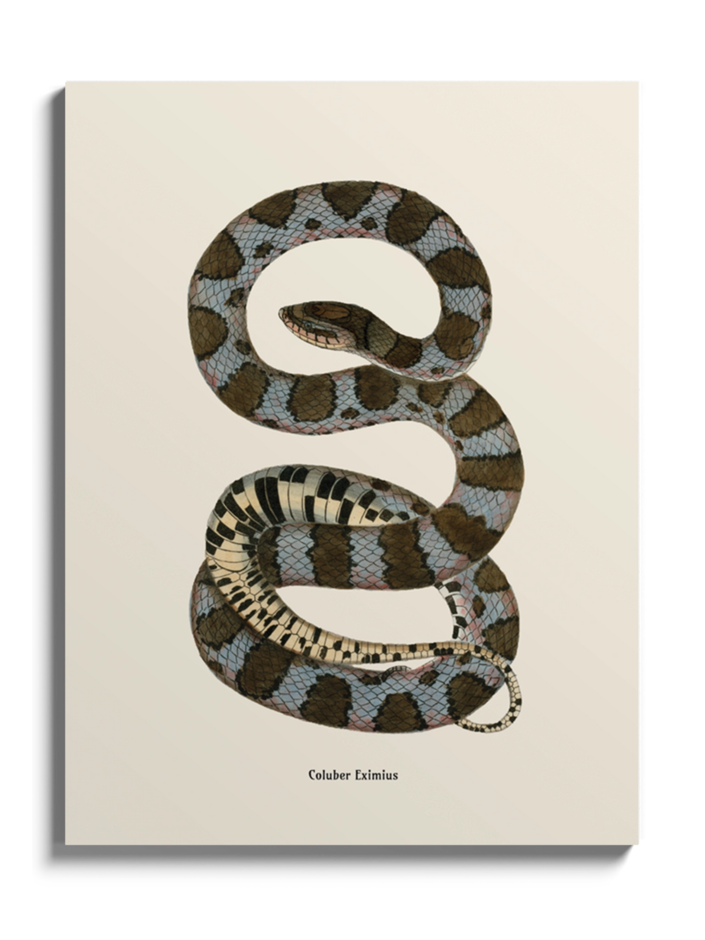 Друк Картина зі змією "Coluber eximius"