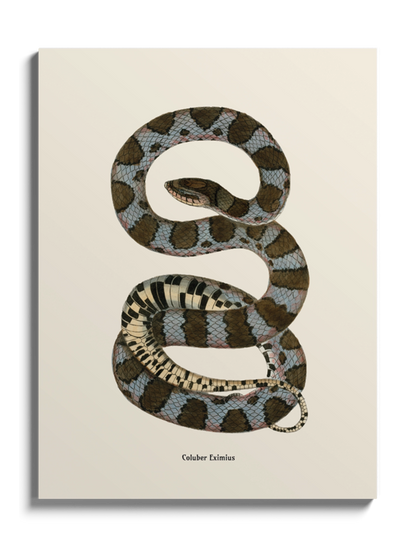 Друк Картина зі змією "Coluber eximius"