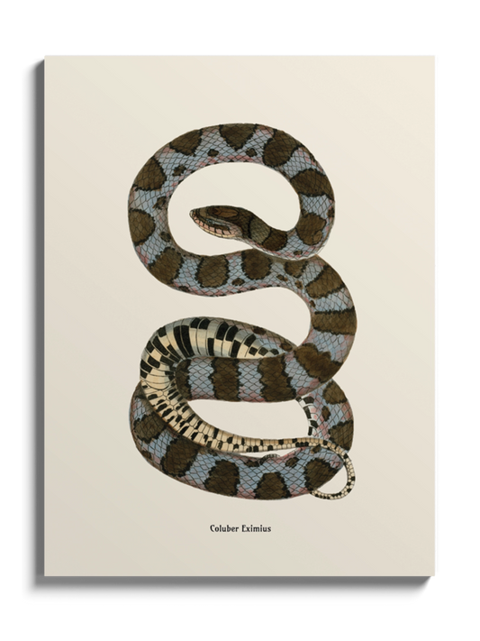 Друк Картина зі змією "Coluber eximius"