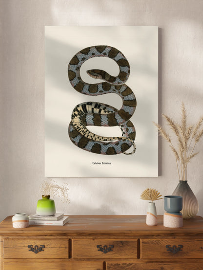 Друк Картина зі змією "Coluber eximius"