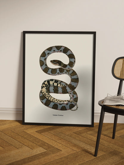 Друк Картина зі змією "Coluber eximius"