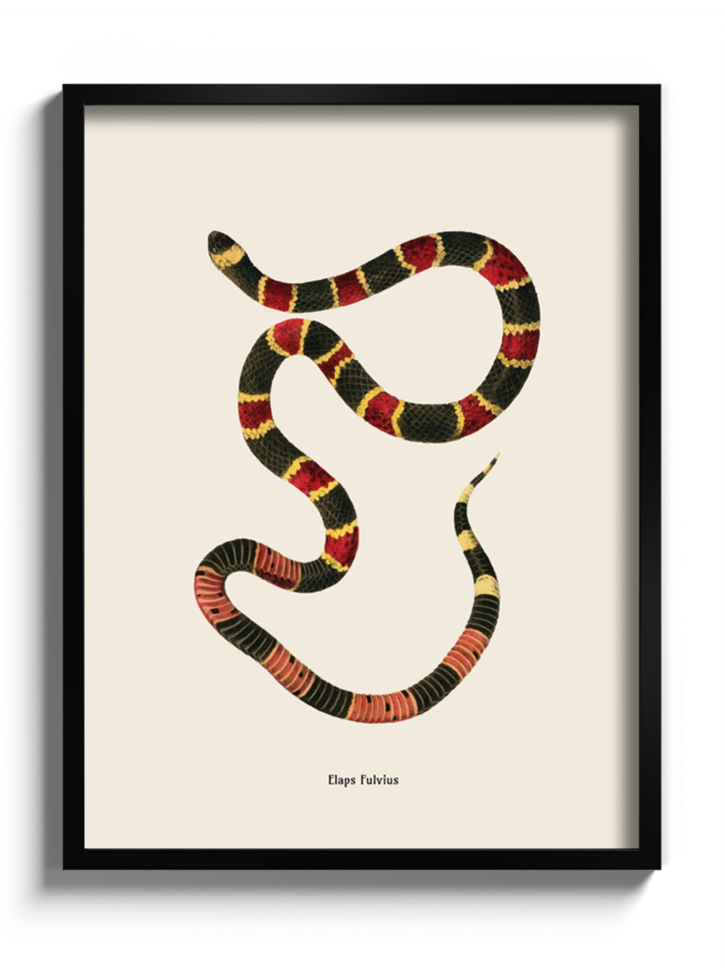 Картина зі змією "Micrurus fulvius"