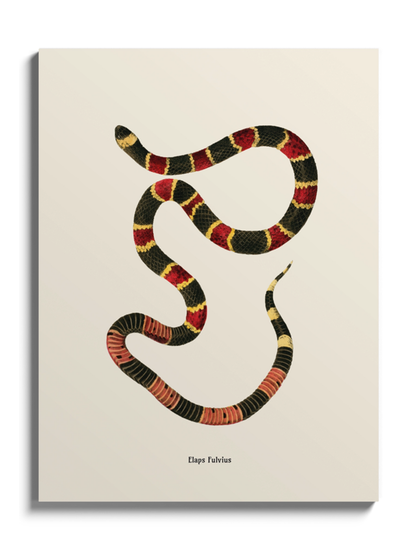 Картина зі змією "Micrurus fulvius"