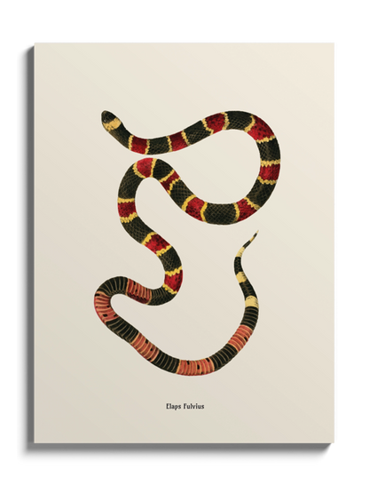 Картина зі змією "Micrurus fulvius"
