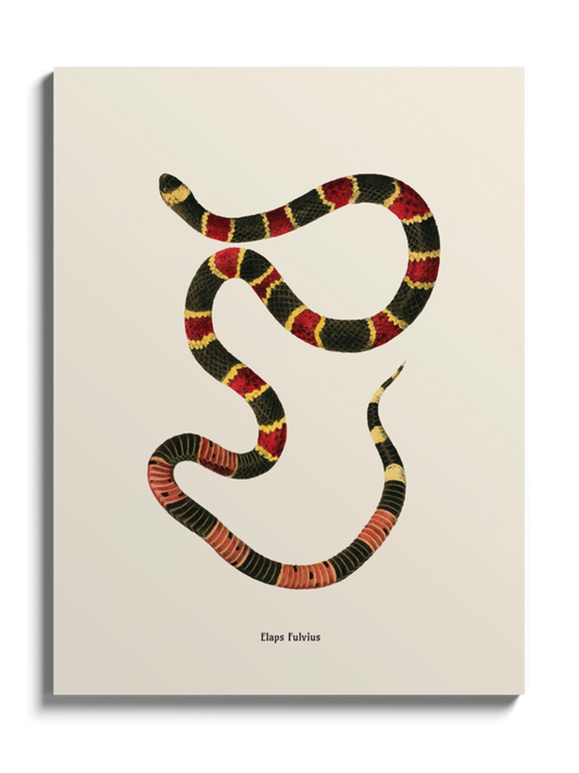 Картина зі змією "Micrurus fulvius"