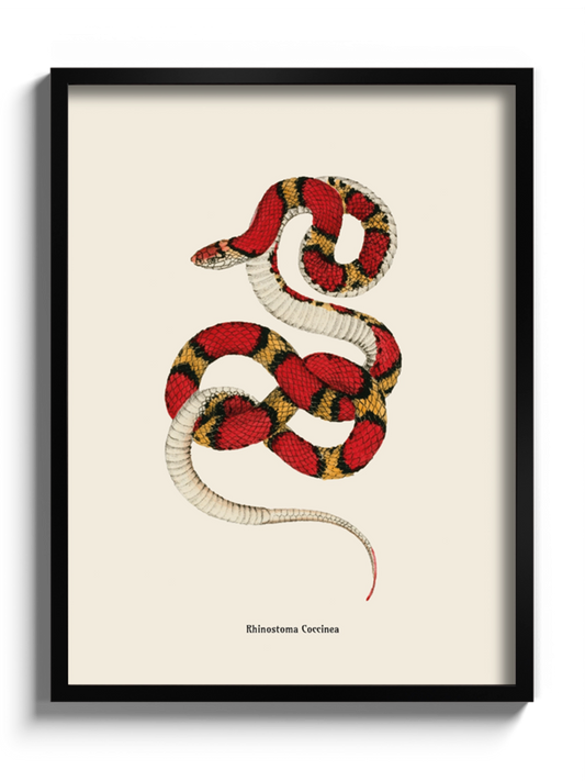 Картина зі змією "Cemophora coccinea"