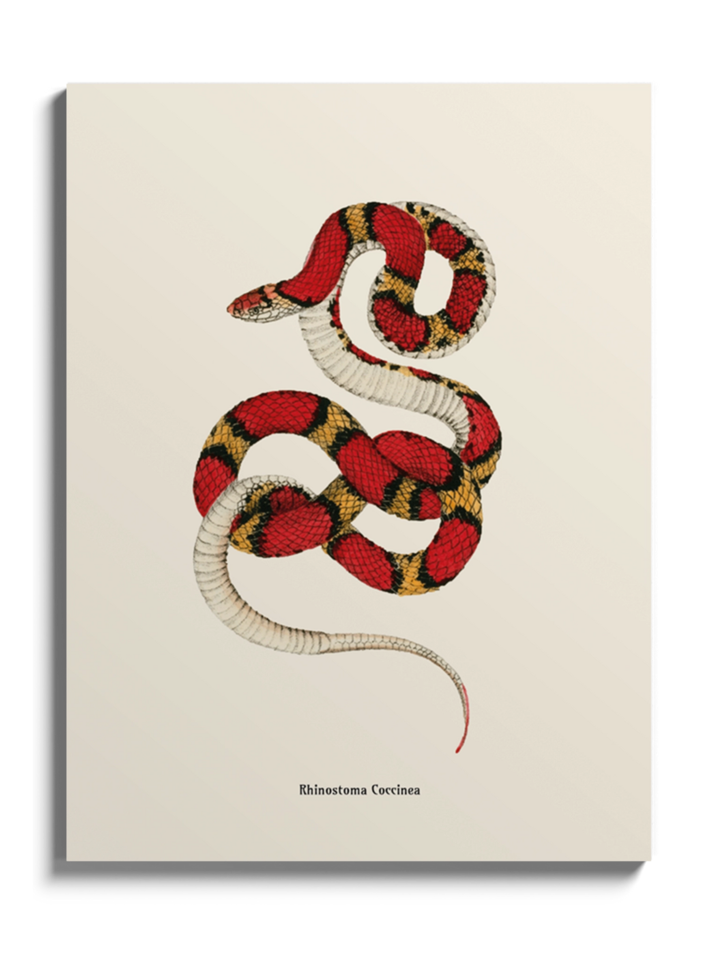 Картина зі змією "Cemophora coccinea"