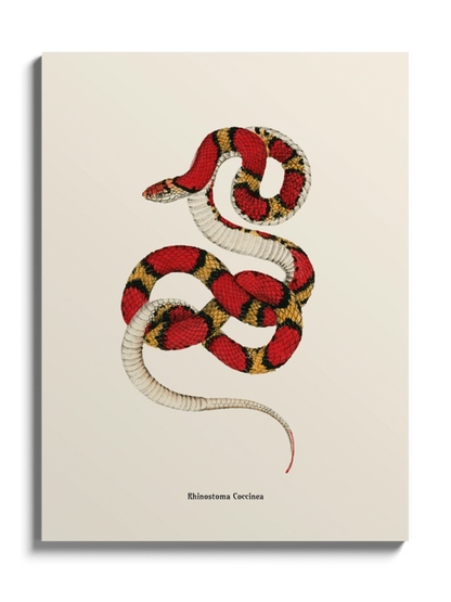 Картина зі змією "Cemophora coccinea"