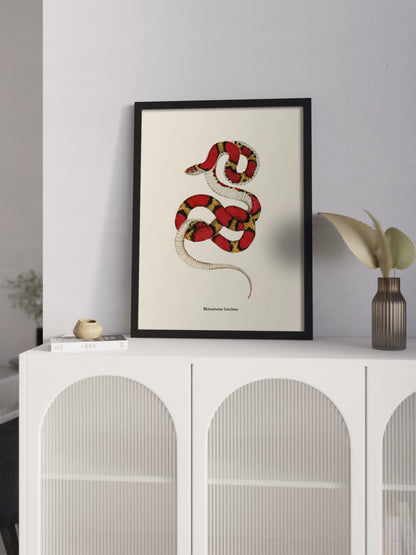 Картина зі змією "Cemophora coccinea"