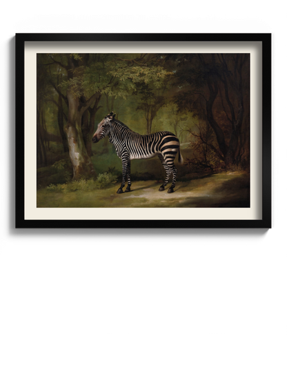 Друкована Картина "Зебра"
