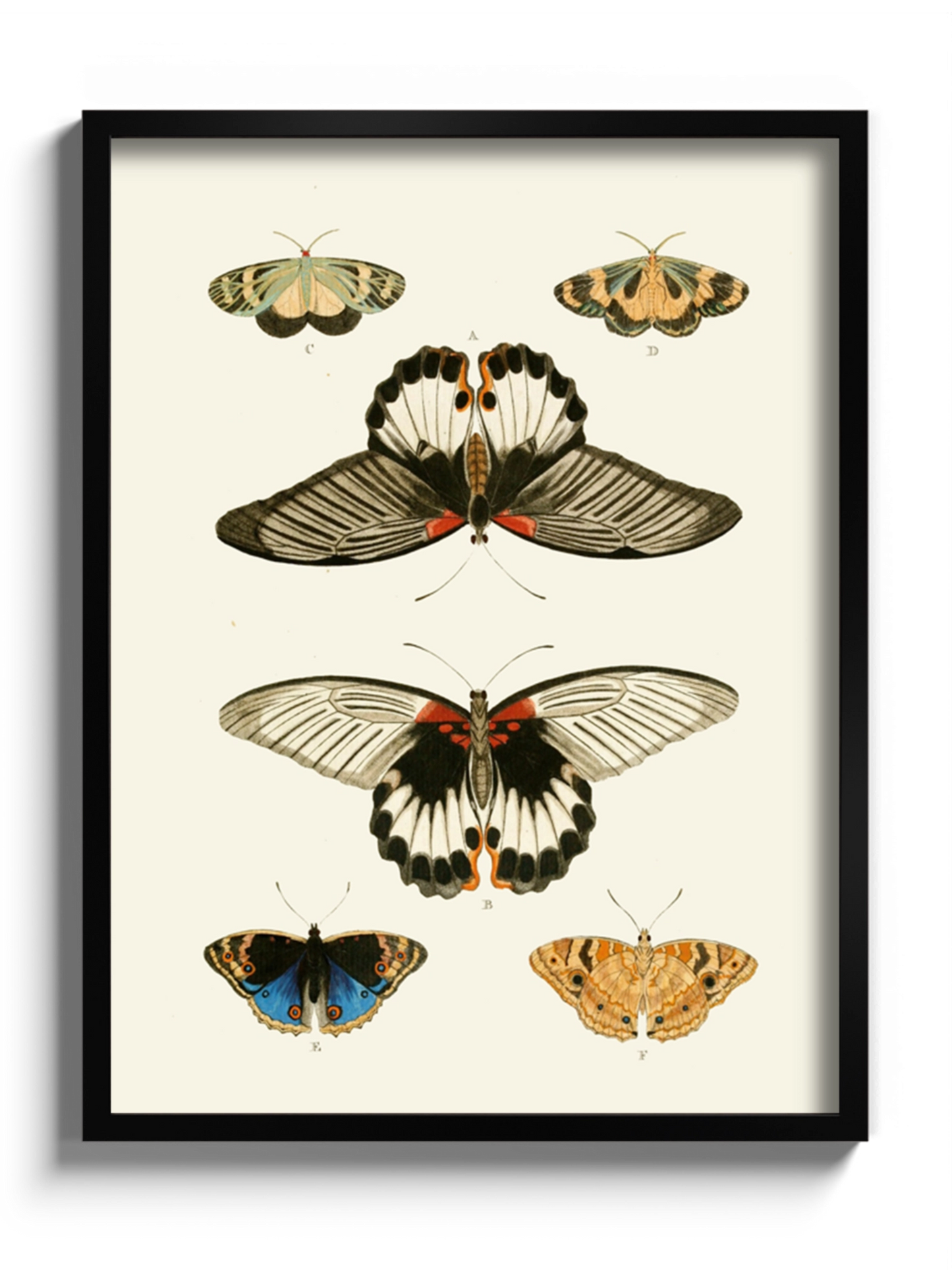 Постер "Метелики"