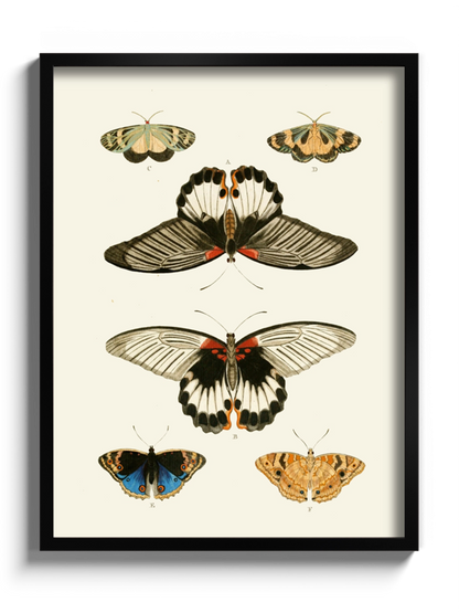 Постер "Метелики"