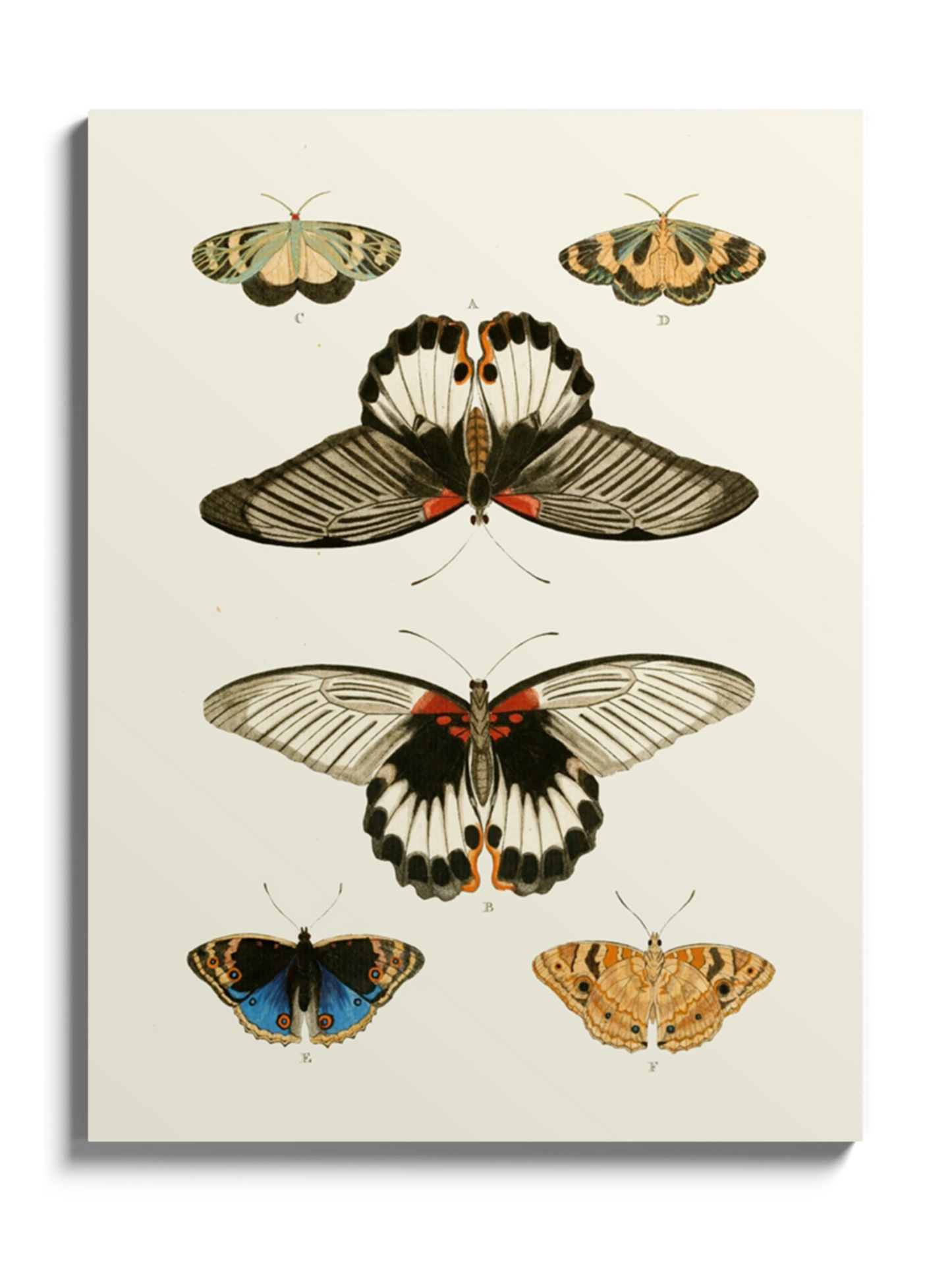 Постер "Метелики"