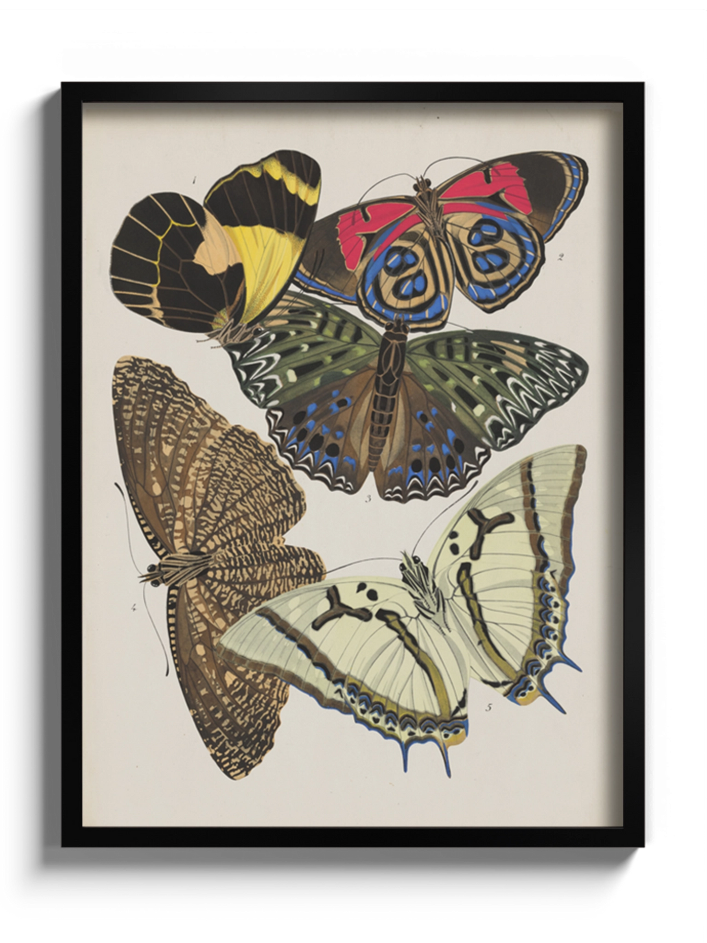 Постер з Метеликами