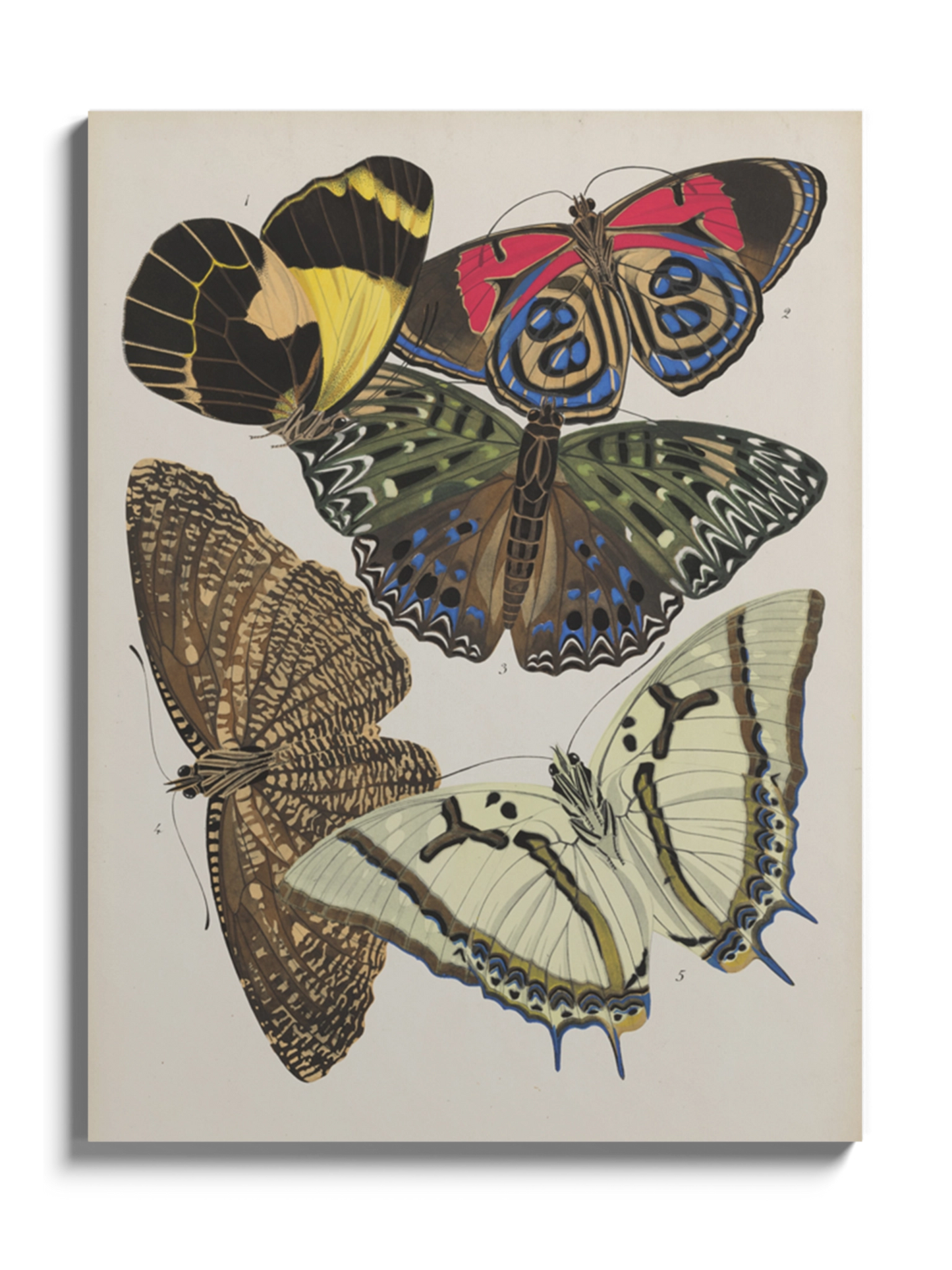 Постер з Метеликами