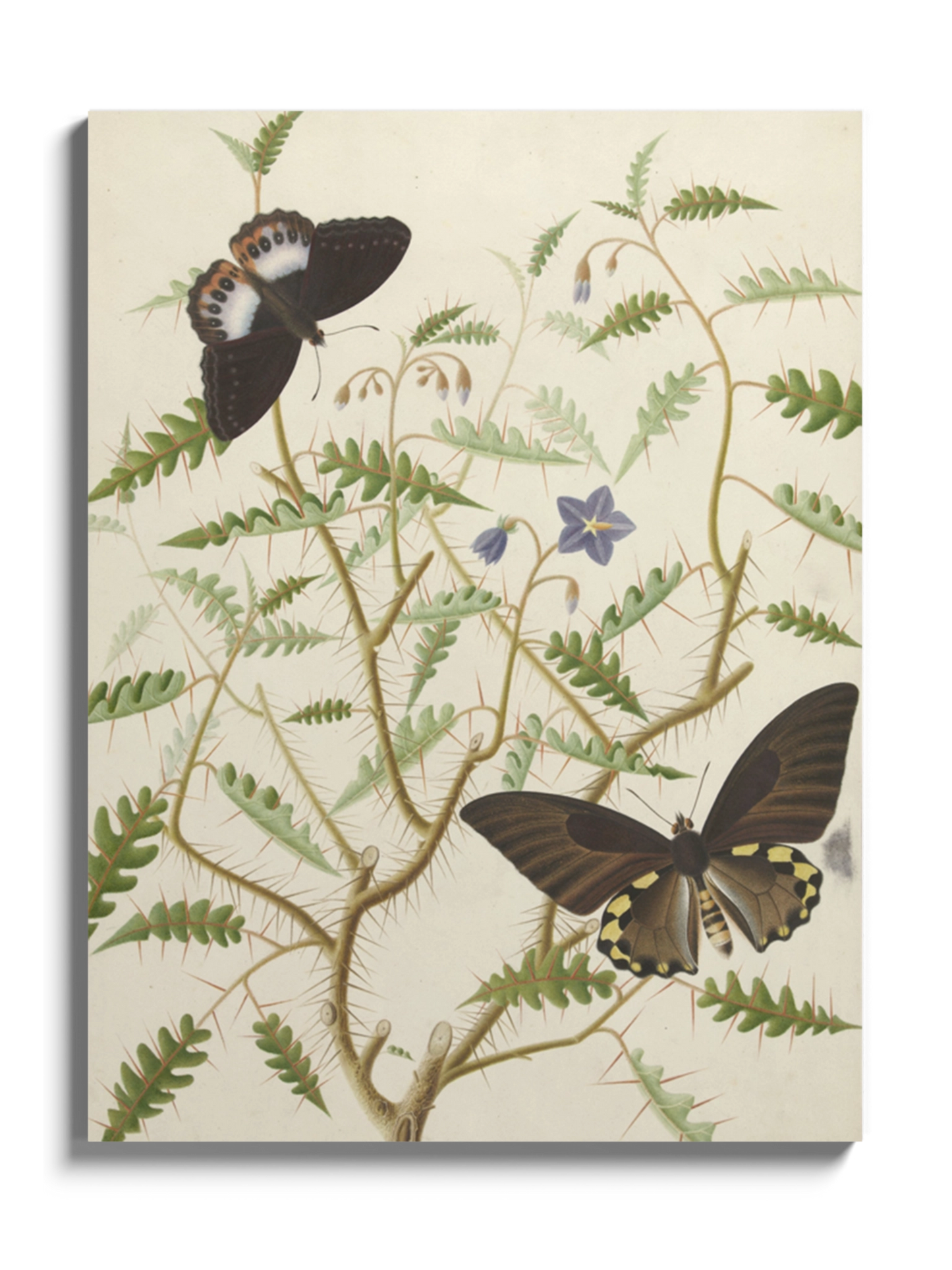 Картина "Квітучий кущ з двома екзотичними метеликами"