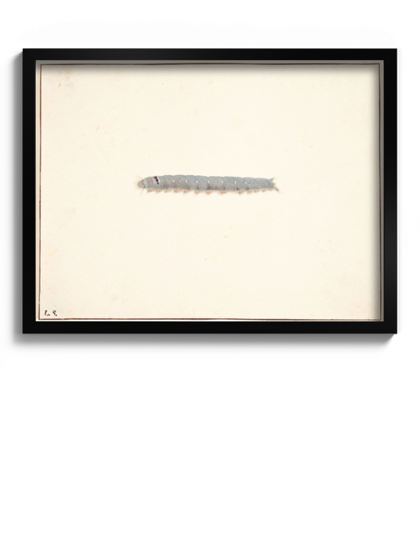 Картина "Гусениця нічного метелика"