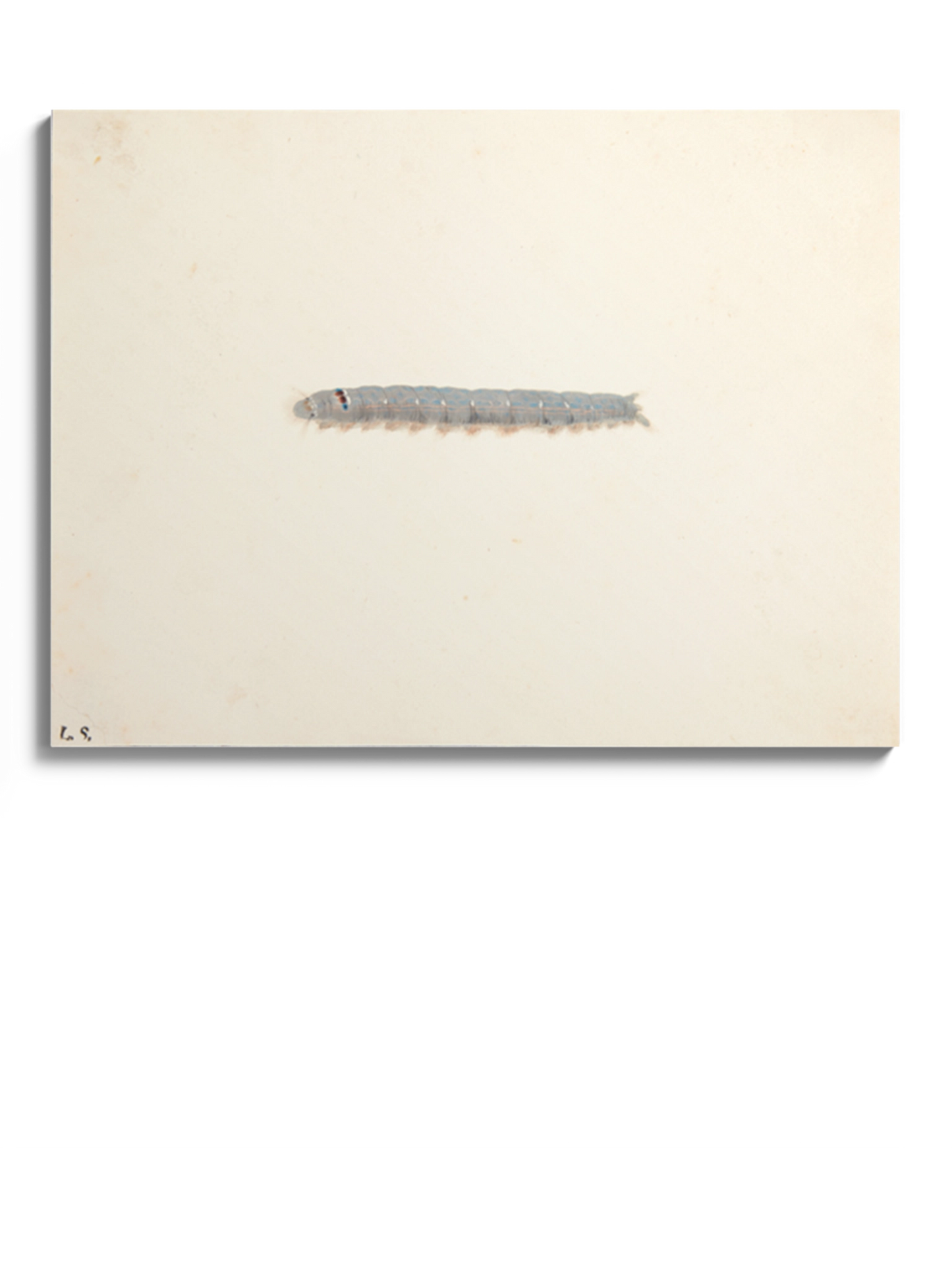 Картина "Гусениця нічного метелика"