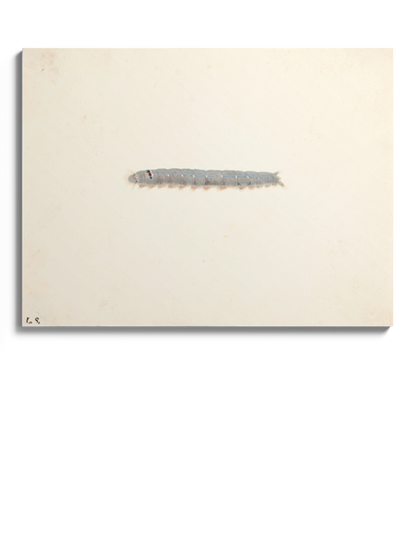 Картина "Гусениця нічного метелика"