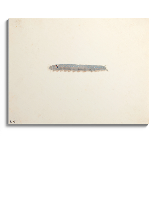 Картина "Гусениця нічного метелика"