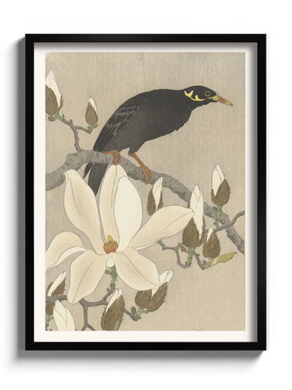 Друк Картина "Майна на гілці магнолії"